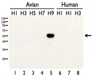 Anti-Avian Influenza A virus H9N2 HA (Hemagglutinin) antibody used in Western Blot (WB). GTX127306